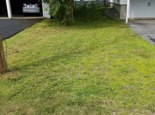 Kathy P.'s Yard Cutting service result